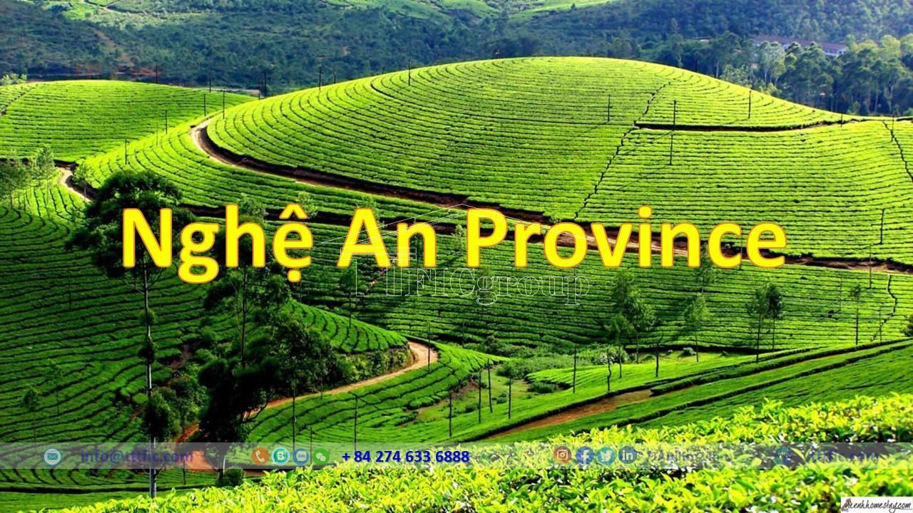 Tea plantation landscape in Nghe An Vietnam – TTTFIC Group