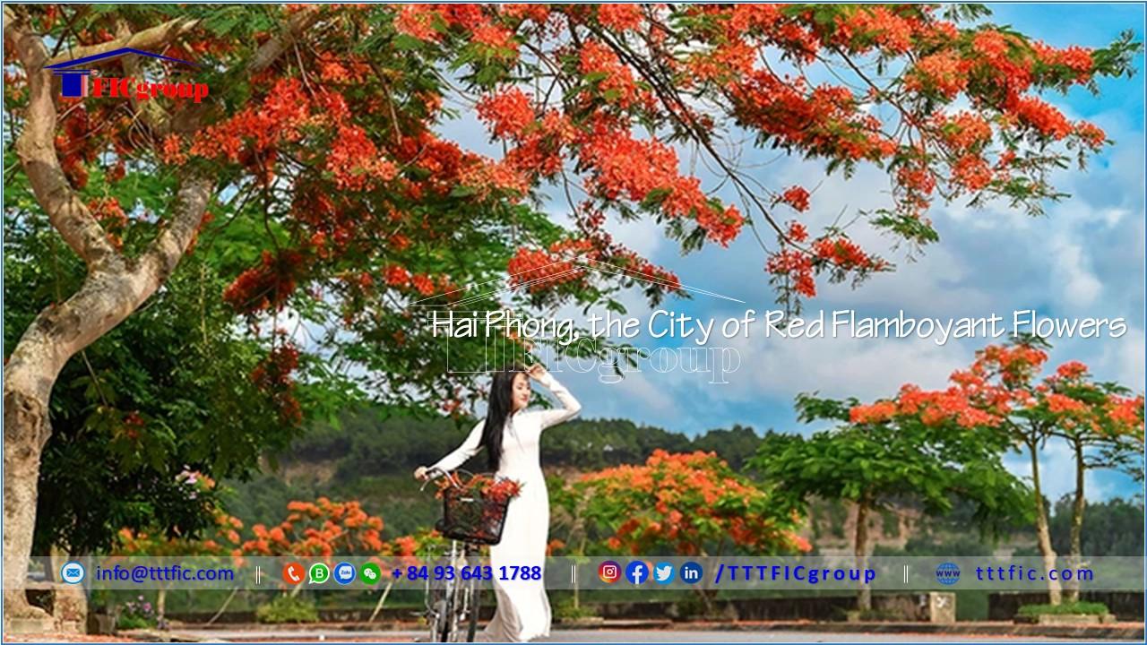 Hai Phong, the City of Red Flamboyant Flowers - TTTFIC Group