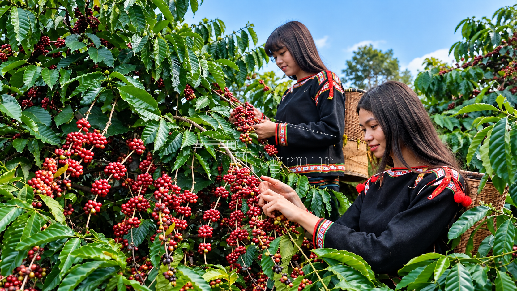 Coffee Harvest in Gia Lai Province, Vietnam | TTTFIC Group